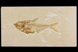 Fossil Fish (Diplomystus) - Green River Formation #150679-1